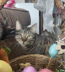 Lost Female Cat last seen Centennial Park, Cheney, WA 99004