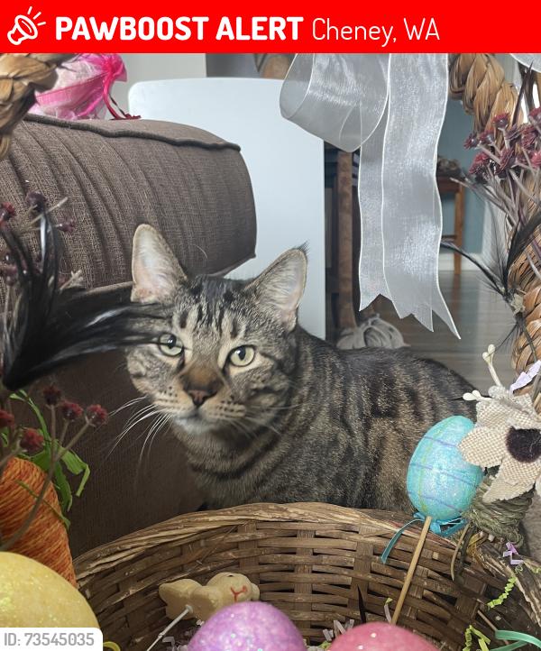 Lost Female Cat last seen Centennial Park, Cheney, WA 99004