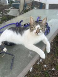 Lost Male Cat last seen East sorrell hill rd, Baldwinsville, NY 13027