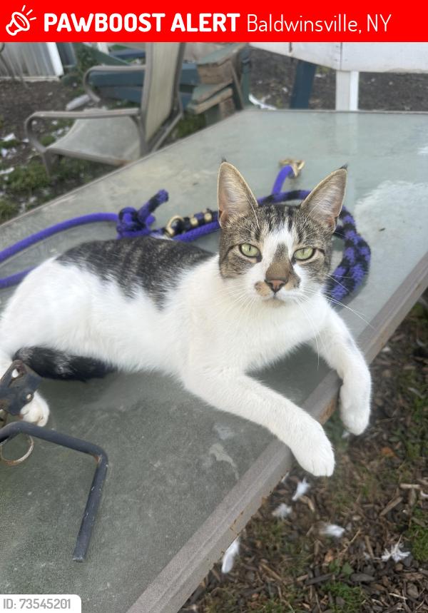 Lost Male Cat last seen East sorrell hill rd, Baldwinsville, NY 13027