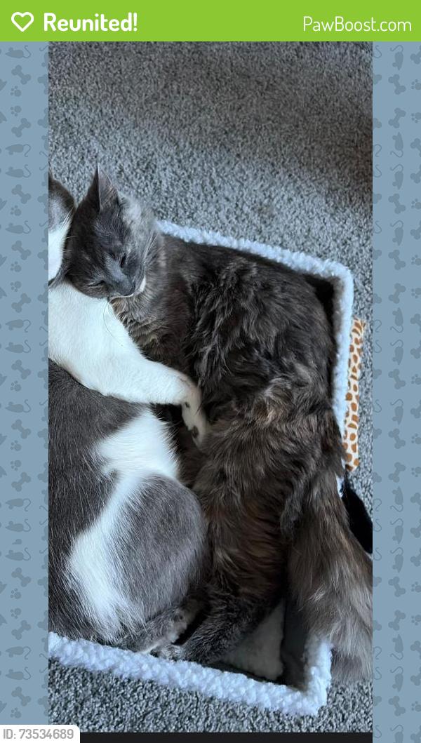 Reunited Female Cat last seen Pennsylvania ave, Lansing, MI 48910