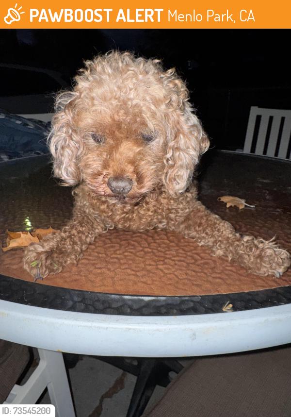 Found/Stray Unknown Dog last seen Newbridge St and Hollyburne Menlo Park, Menlo Park, CA 94025