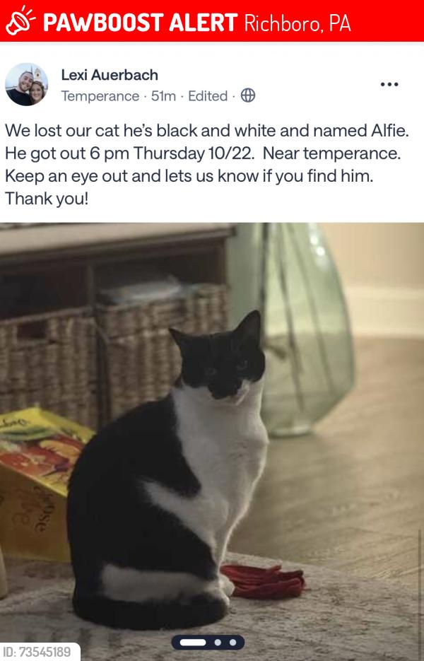 Lost Male Cat last seen Orthodox dr and temperance rd, Richboro, PA 18954