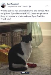 Lost Male Cat last seen Orthodox dr and temperance rd, Richboro, PA 18954