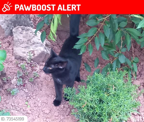 Lost Male Cat last seen Grange Farm Primary School, West Midlands, England 