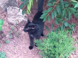 Lost Male Cat last seen Grange Farm Primary School, West Midlands, England 