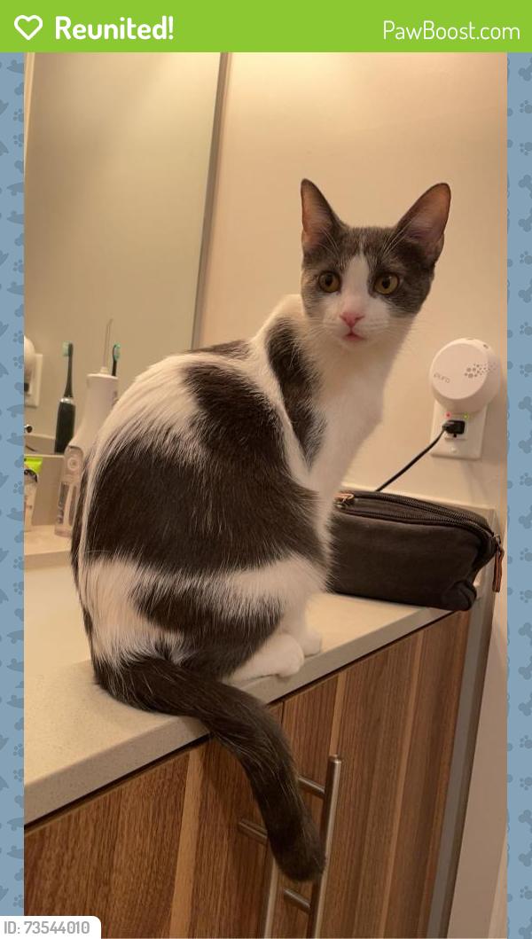 Reunited Female Cat last seen Arbors cndmniums, Flagstaff, AZ 86001