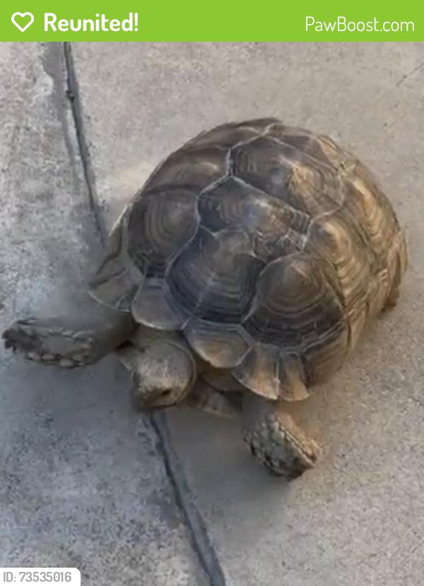 Reunited Unknown Reptile last seen I don’t remember, Hacienda Heights, CA 91745