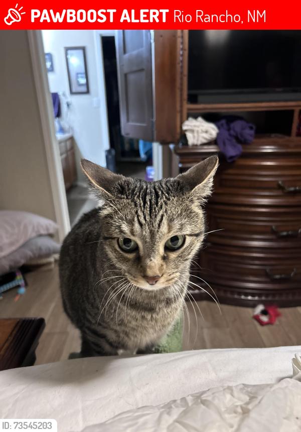 Lost Male Cat last seen Idalia & Loma Colorado High Range park neighborhood, Rio Rancho, NM 87144