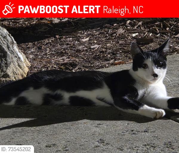 Lost Male Cat last seen Westgate road, Raleigh, NC 27617
