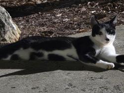 Lost Male Cat last seen Westgate road, Raleigh, NC 27617
