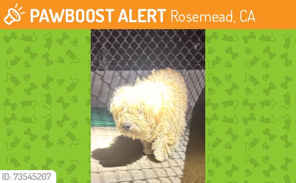 Found/Stray Unknown Dog last seen Fendyke Avenue, Rosemead, CA 91770