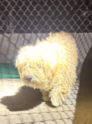 Found/Stray Unknown Dog last seen Fendyke Avenue, Rosemead, CA 91770
