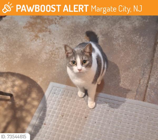 Found/Stray Female Cat last seen Near block of Fredericksburg Ave, Margate City, NJ 08402