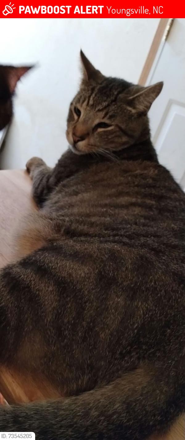 Lost Male Cat last seen Near Sid Eaves Road, Youngsville, NC 27596