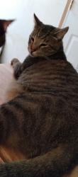Lost Male Cat last seen Near Sid Eaves Road, Youngsville, NC 27596