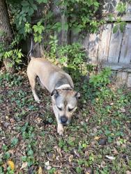 Found/Stray Male Dog last seen Monticello Village, Norfolk, Norfolk, VA 23505