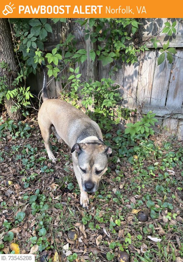 Found/Stray Male Dog last seen Monticello Village, Norfolk, Norfolk, VA 23505