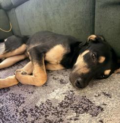 Found/Stray Female Dog last seen Richmond and Lancashire, Houston, TX 77027