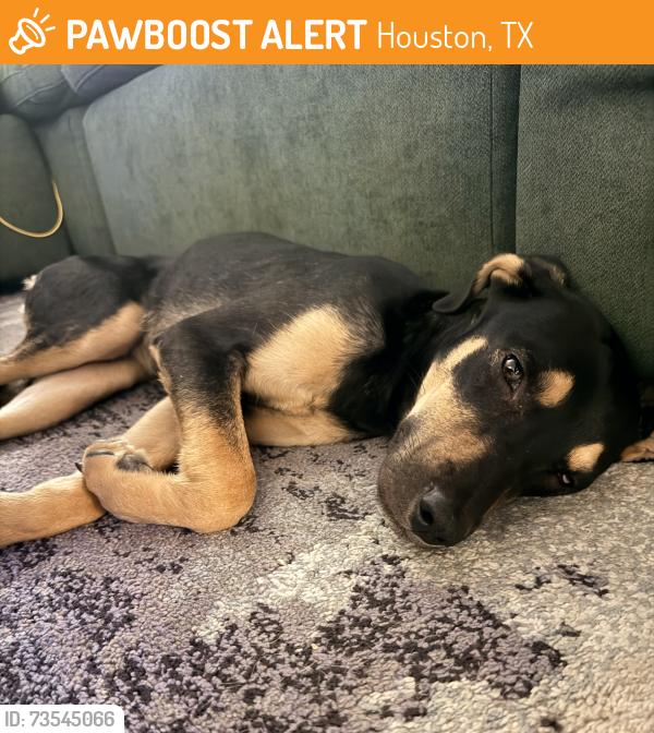 Found/Stray Female Dog last seen Richmond and Lancashire, Houston, TX 77027