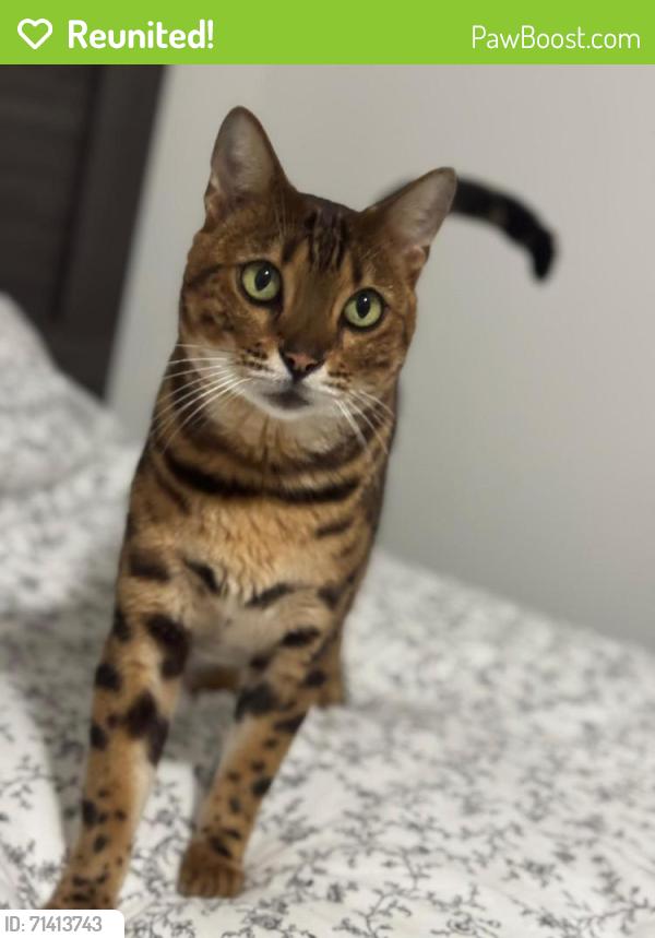 Reunited Male Cat last seen Sw 97 th Ct, Miami, FL 33165