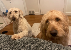 Reunited Female Dog last seen Country Club, Winston-Salem, NC 27104