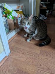 Reunited Male Cat last seen hosp Rd and Pontiac Lake roads, Waterford Township, MI 48327