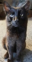 Lost Male Cat last seen Braintree Essex, Braintree, England 