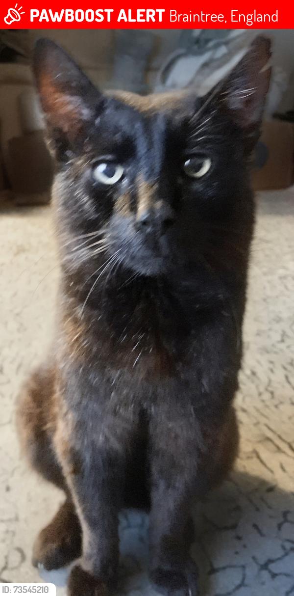 Lost Male Cat last seen Braintree Essex, Braintree, England 