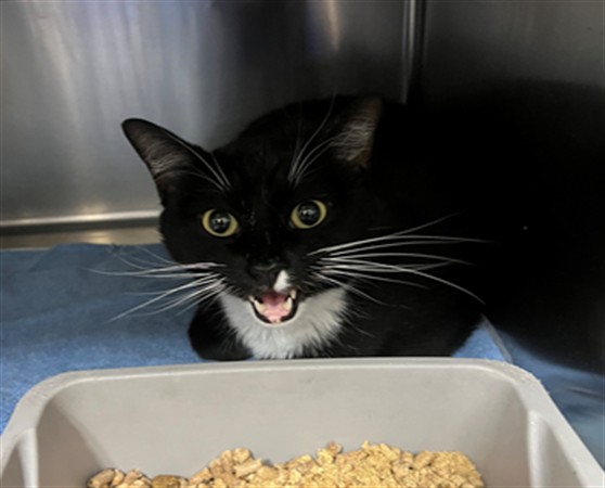 Shelter Stray Male Cat last seen Near BLOCK POST AVE, FAYETTEVILLE NC 28301, 4704 Corporation Dr, Fayetteville, NC 28306, USA