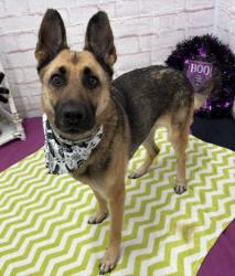 Shelter Stray Female Dog last seen Near BLOCK MACK AVE, DETROIT MI 48215, 1431 E Ferry St, Detroit, MI 48211, USA
