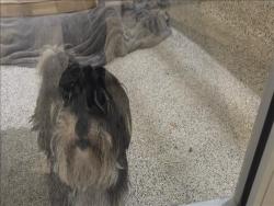 Shelter Stray Male Dog last seen , 3201 Lacy St, Los Angeles, CA 90031, USA