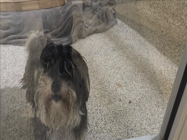 Shelter Stray Male Dog last seen , 3201 Lacy St, Los Angeles, CA 90031, USA