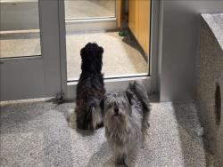 Shelter Stray Male Dog last seen , 3201 Lacy St, Los Angeles, CA 90031, USA