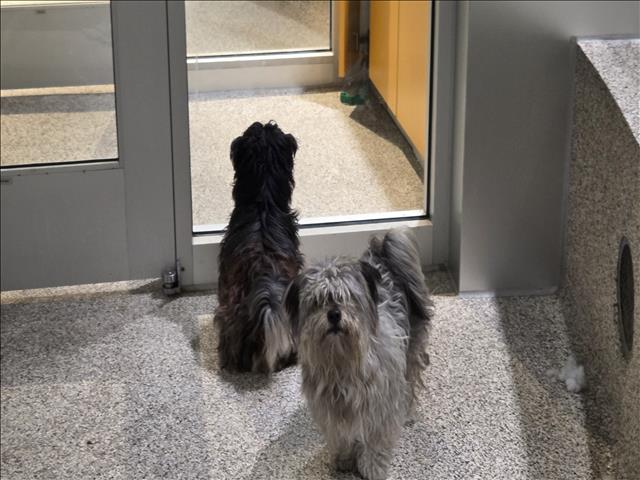 Shelter Stray Male Dog last seen , 3201 Lacy St, Los Angeles, CA 90031, USA