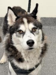 Shelter Stray Male Dog last seen , 3201 Lacy St, Los Angeles, CA 90031, USA