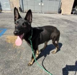 Shelter Stray Male Dog last seen , 957 N Gaffey St, San Pedro, CA 90731, USA