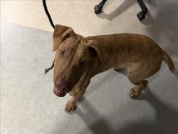 Shelter Stray Female Dog last seen , 14409 Vanowen St, Van Nuys, CA 91405, USA