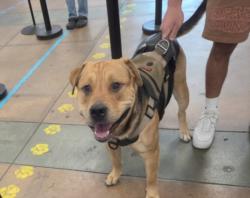 Shelter Stray Male Dog last seen , 14409 Vanowen St, Van Nuys, CA 91405, USA