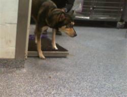 Shelter Stray Female Dog last seen CHARLOTTE, 8315 Byrum Dr, Charlotte, NC 28217, USA