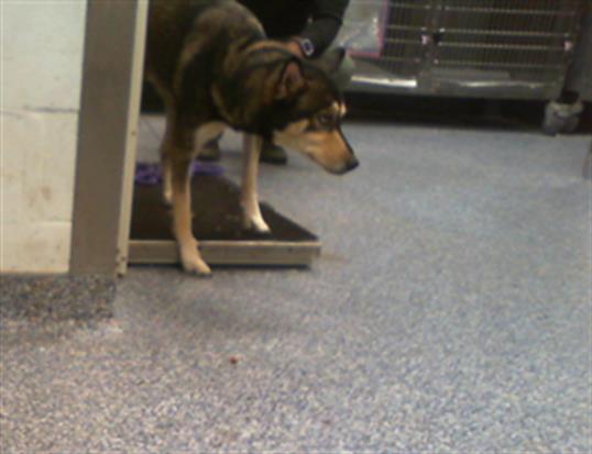 Shelter Stray Female Dog last seen CHARLOTTE, 8315 Byrum Dr, Charlotte, NC 28217, USA