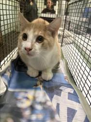 Shelter Stray Male Cat last seen , 1850 W 60th St, Los Angeles, CA 90047, USA