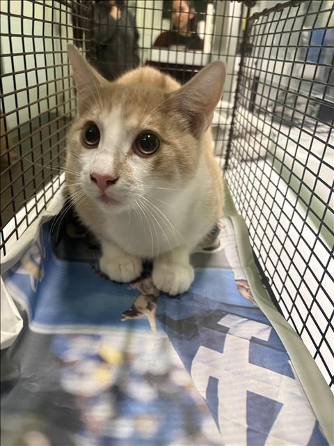 Shelter Stray Male Cat last seen , 1850 W 60th St, Los Angeles, CA 90047, USA
