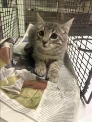 Shelter Stray Female Cat last seen , 1850 W 60th St, Los Angeles, CA 90047, USA