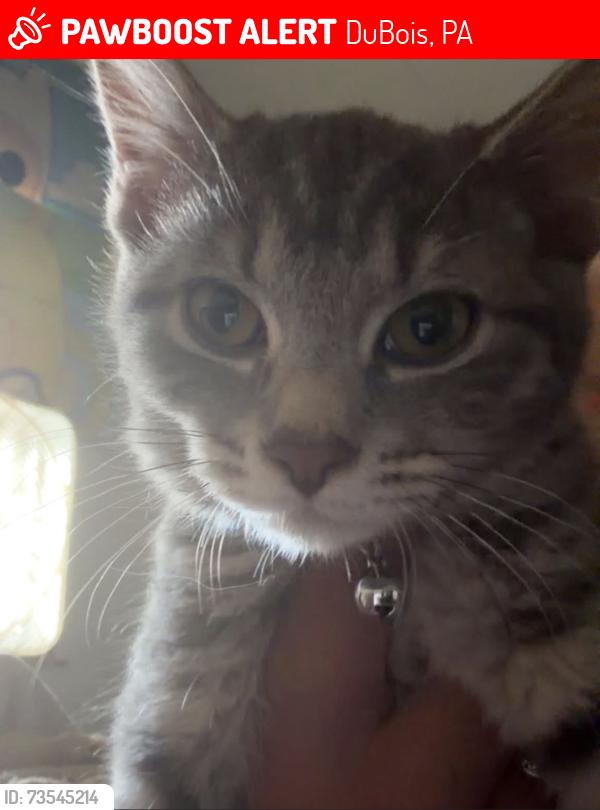 Lost Male Cat last seen Luigi’s, DuBois, PA 15801