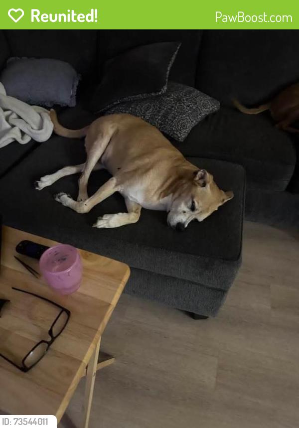 Reunited Male Dog last seen Tides Oyster hse. 5th Street, St. Augustine, FL 32080