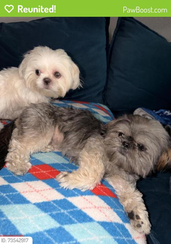 Reunited Female Dog last seen hardwood trail, mesquite Tx, Mesquite, TX 75150