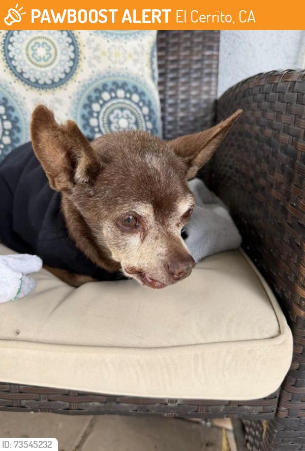 Found/Stray Male Dog last seen Diplomat & Hillside EL CERRITO CA, El Cerrito, CA 92881