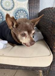 Found/Stray Male Dog last seen Diplomat & Hillside EL CERRITO CA, El Cerrito, CA 92881