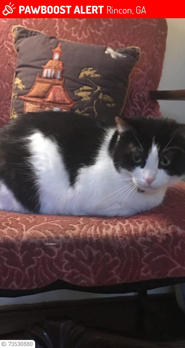 Lost Female Cat last seen Sterling dr, Rincon, GA 31326